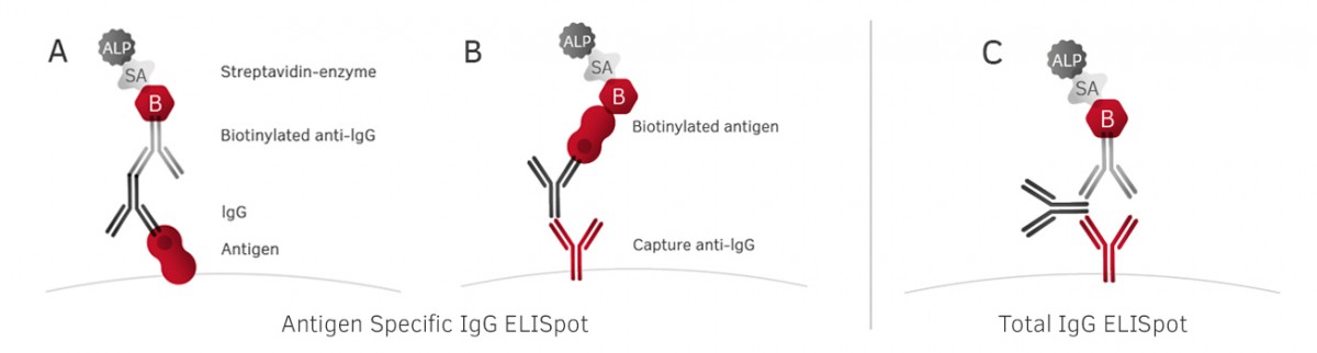 Representação do ensaio elispot de células B